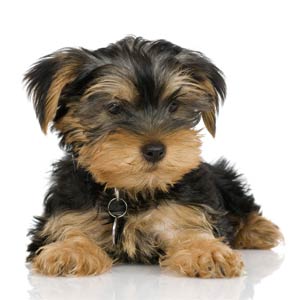 Šťeně Yorkie